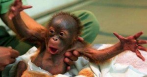 7-intolerably-cute-baby-monkey-videos